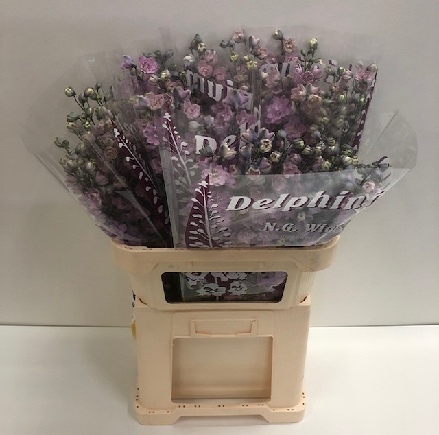 Delphinium do el dewi melody.jpg